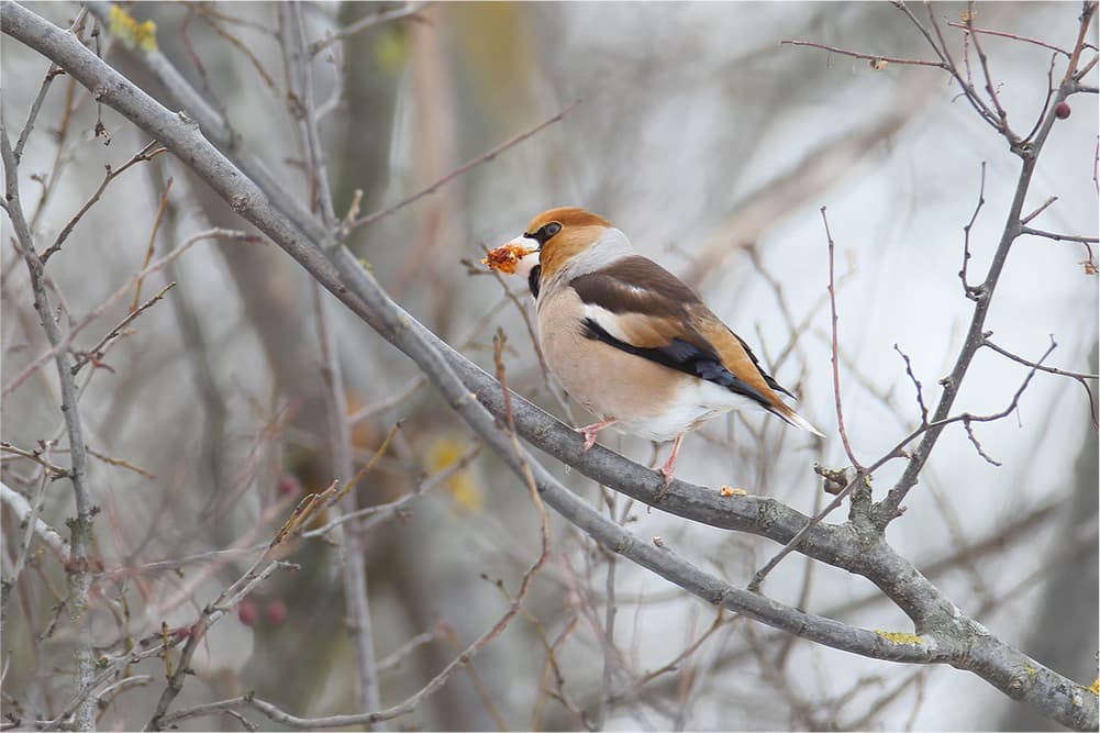 Костогриз звичайний – Coccothraustes coccothraustes