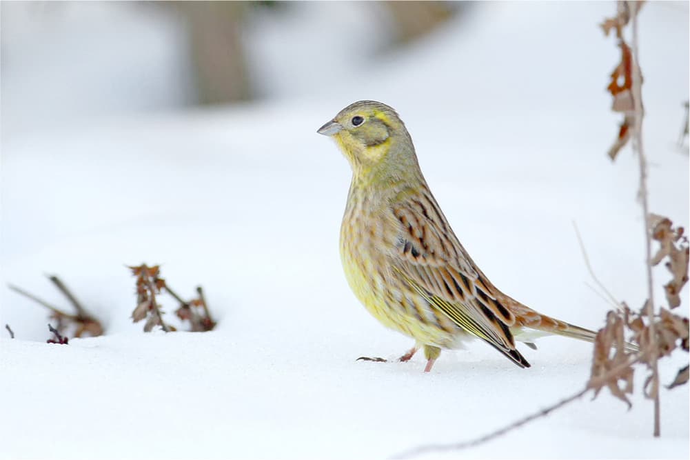 Вівсянка звичайна – Emberiza citrinella Регіональний ландшафтний парк Тилігульський, екологічний туризм і природна краса, відпочинок на природі, Флора, Фауна