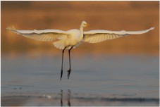 Чепура велика – Egretta alba