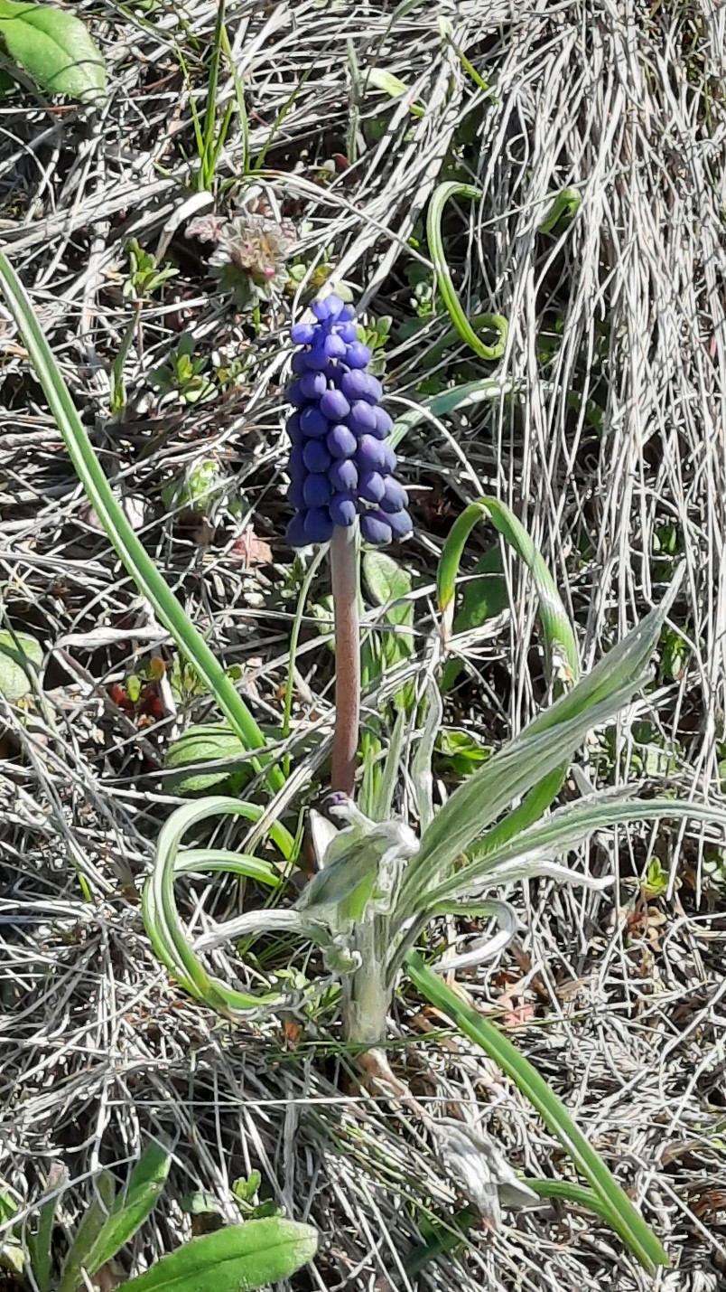 Гадюча цибулька гроноподібна (Muscari neglectum Guss. ex Ten.)