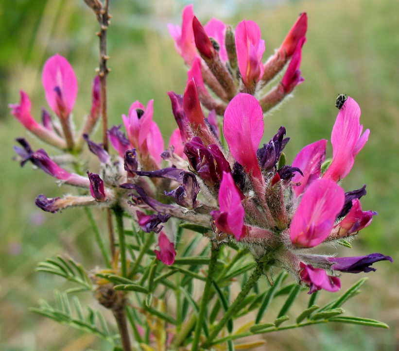 Астрагал одеський (Astragalus odessanus Besser)