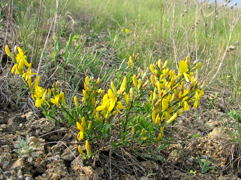 Дрік скіфський (Genista scythica Pacz.)