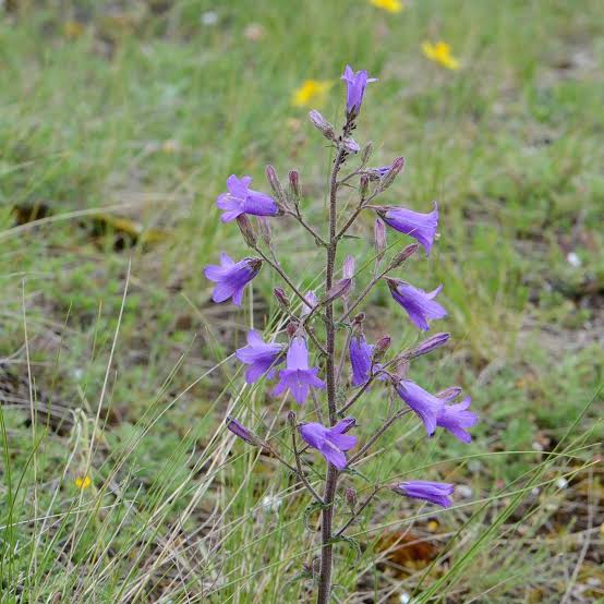 Дзвоники сибірські (Campanula sibirica L.)